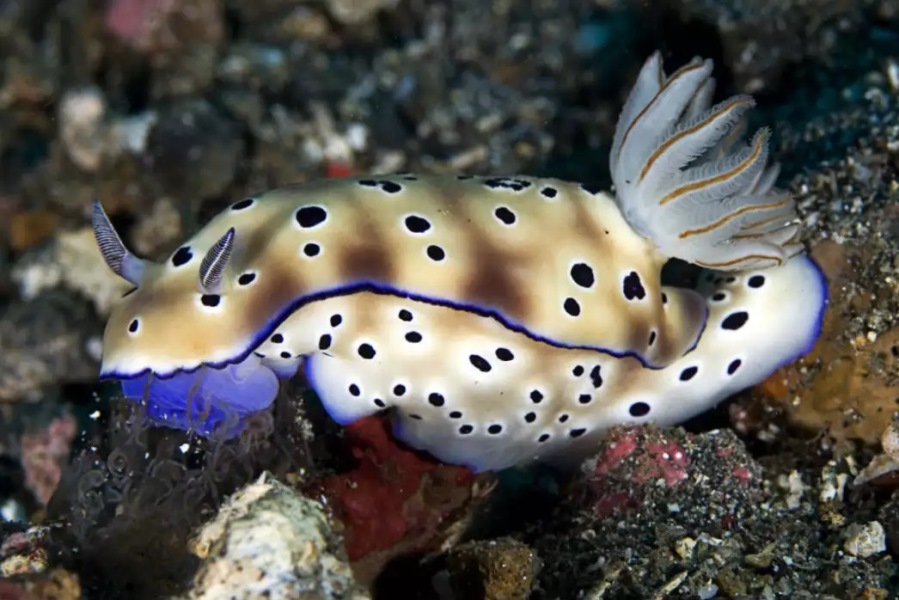 Descubriendo a los Nudibranquios: ¡los dragones del mar!