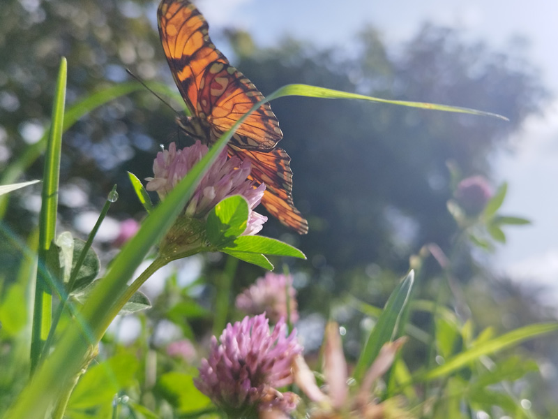 Rojos, amarillos y azules:¿qué colores tienen las mariposas?