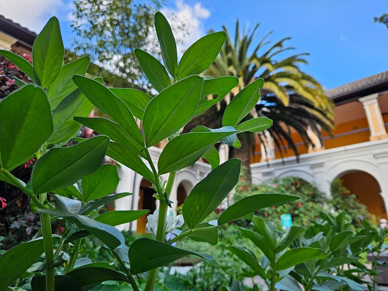 “Asilvestrados”, primera muestra viva en un espacio patrimonial