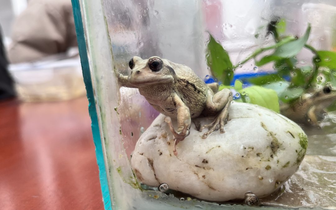 Conozca Que sapada: entre biomas y anfibios una mirada sobre los ecosistemas