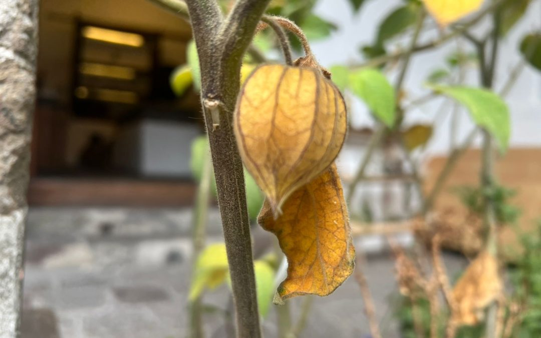 Sé parte de Aventuras en el Huerto Carmelita